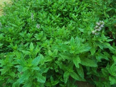 The Healing Power of Peppermint Image